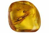 Fossil Mayfly (Ephemeroptera) In Baltic Amber #84632-1